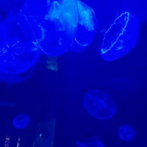 Meet your Posher, Coco - Picture 1 of 1